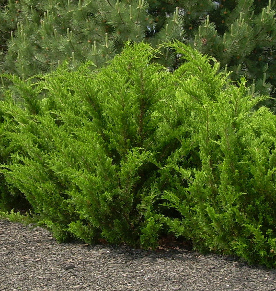 Juniperus c. 'Sea Green' -Ship Only