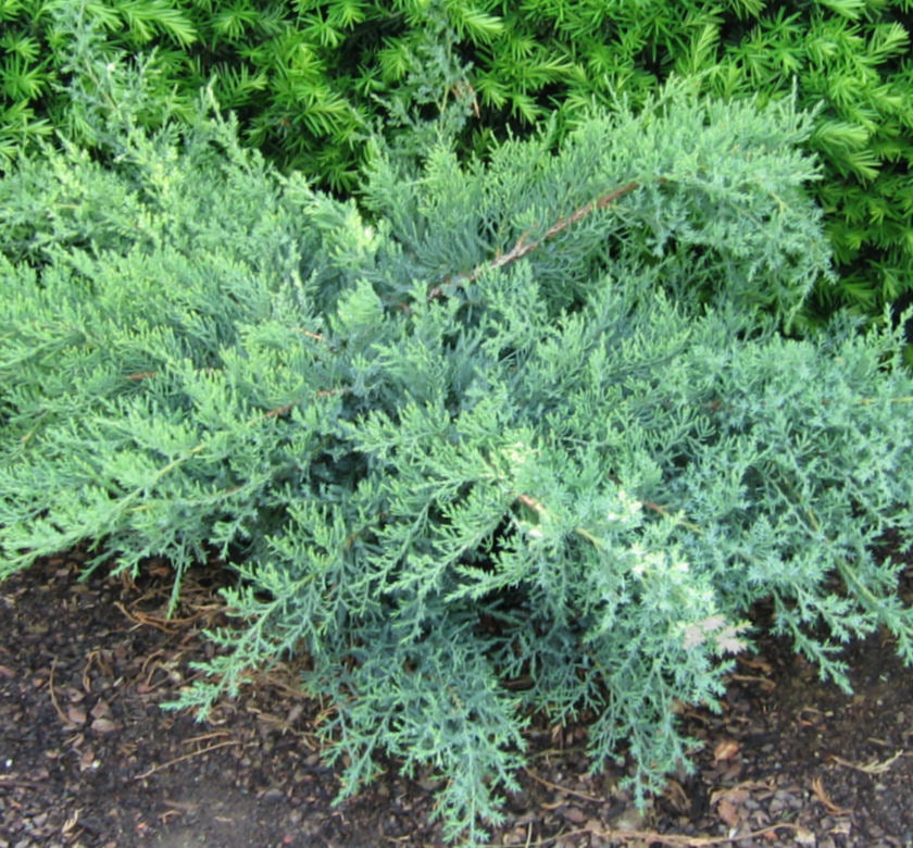 Juniperus c. 'Nick's Compacta' -Ship Only