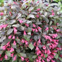 Weigela f. Midnight Wine Shine® -Ship Only