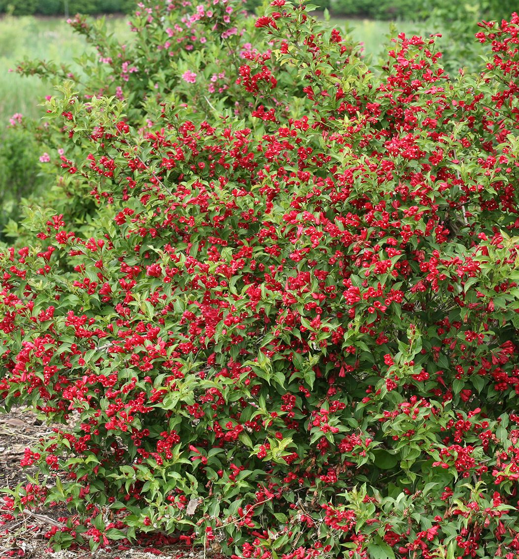 Weigela f. Sonic Bloom® Red -Ship Only
