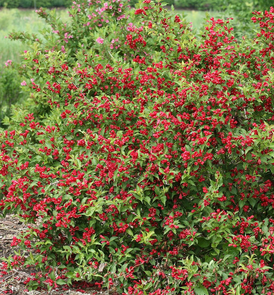 Weigela f. Sonic Bloom® Red -Ship Only