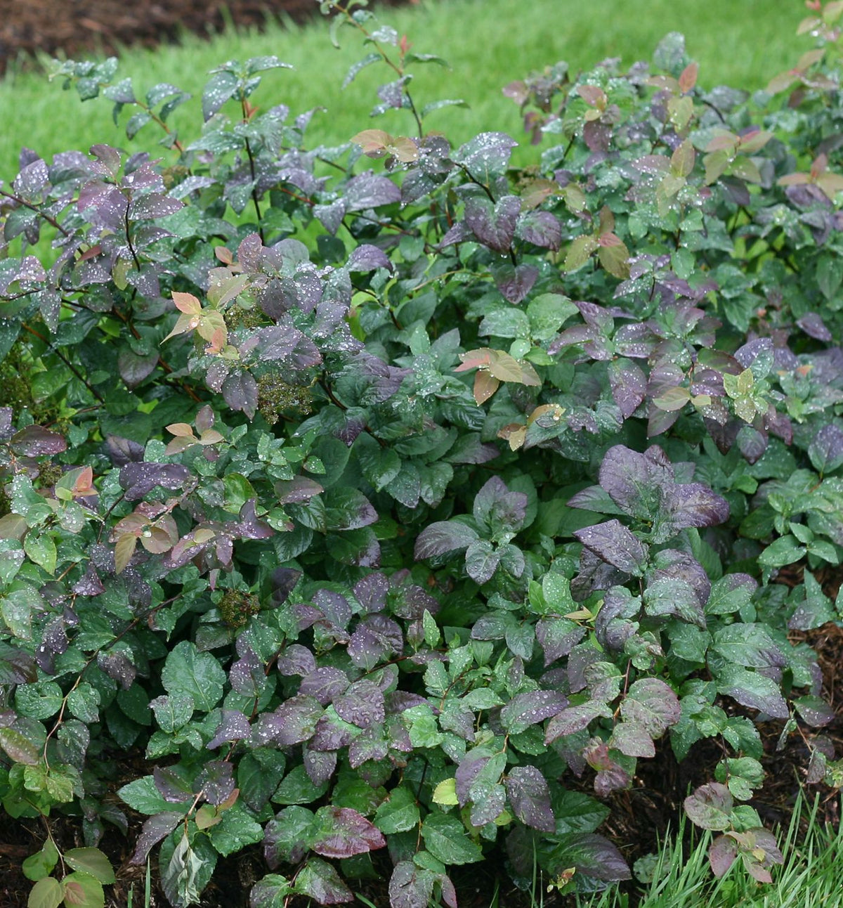 Spiraea m. Double Play® Blue Kazoo® -Ship Only