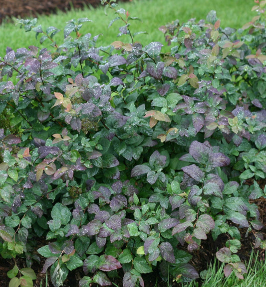 Spiraea m. Double Play® Blue Kazoo® -Ship Only