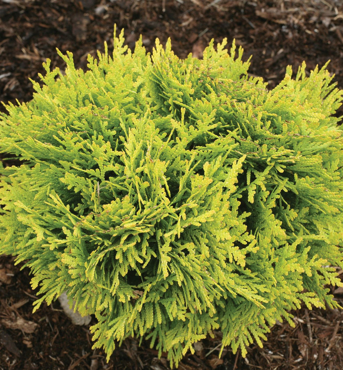 Thuja o. Anna's Magic Ball® -Ship Only