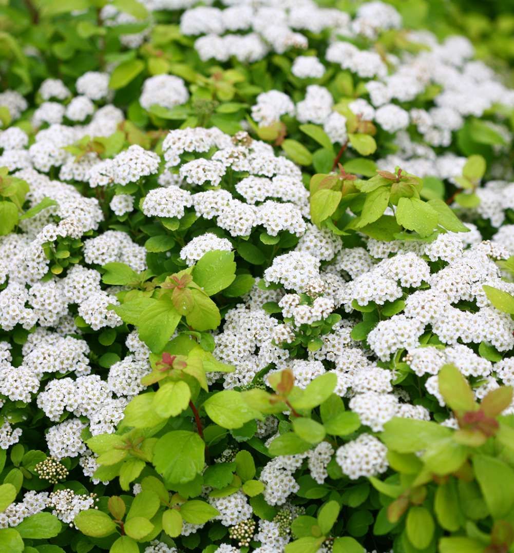 Spiraea b. Glow Girl® -Ship Only