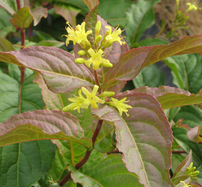 Diervilla lonicera -Ship Only