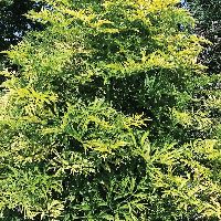 Sambucus n. Golden Tower® -Ship Only