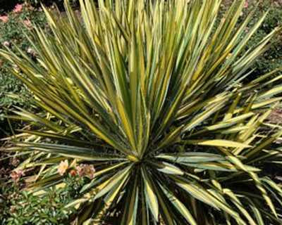 Yucca f. 'Color Guard' -Ship Only