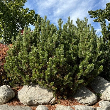Pinus mugo 'Pumilio' -Ship Only