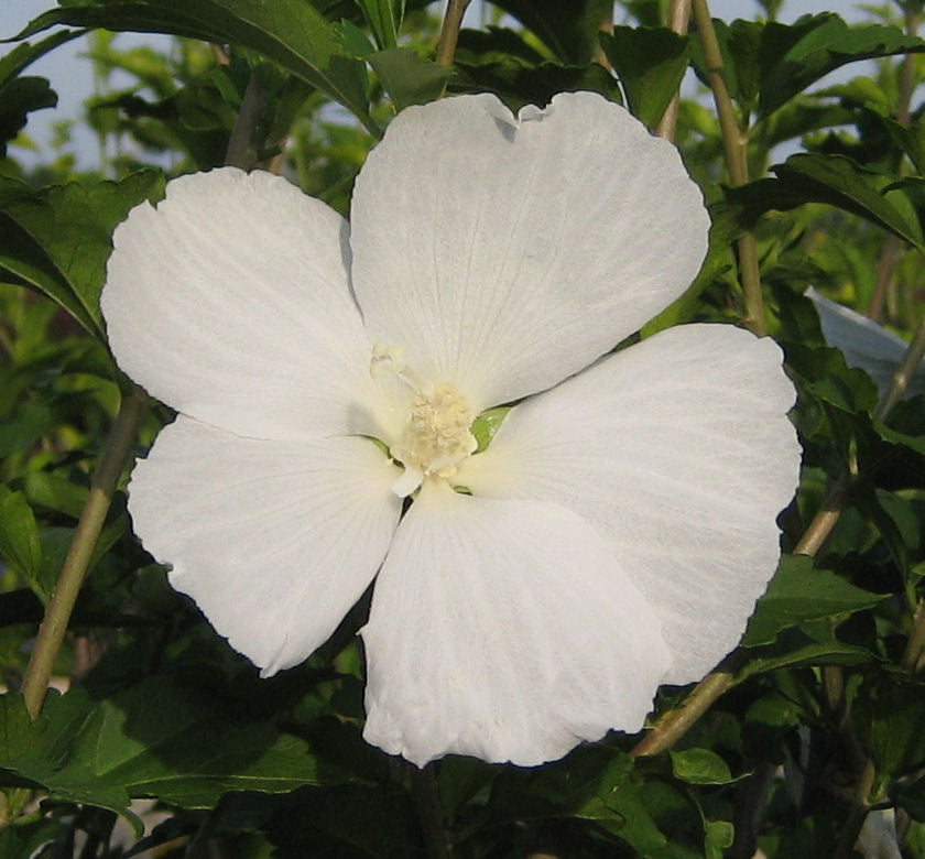 Hibiscus s. 'Diana' -Ship Only
