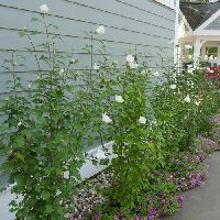 Hibiscus s. White Pillar® -Ship Only