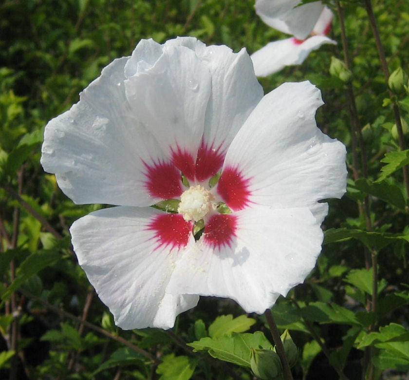 Hibiscus s. 'Red Heart' -Ship Only