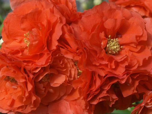 Chaenomeles Double Take® Orange -Ship Only