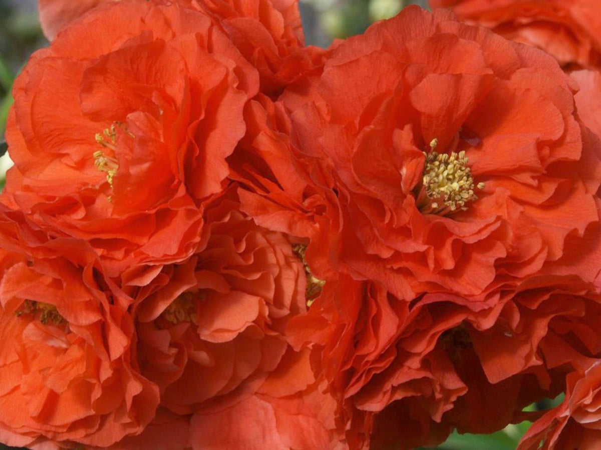 Chaenomeles Double Take® Orange -Ship Only