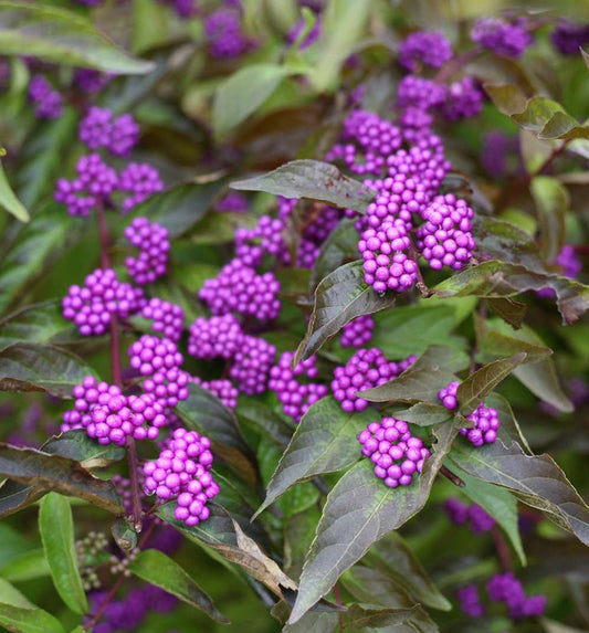 Callicarpa d. 'Early Amethyst' -Ship Only