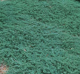 Juniperus h. 'Wiltonii' -Ship Only