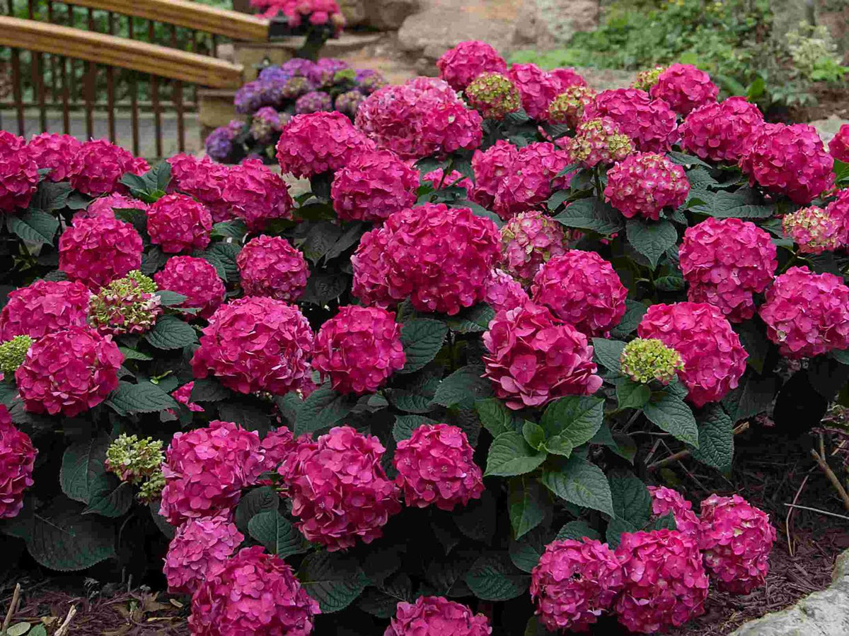 Hydrangea m. Summer Crush® -Ship Only