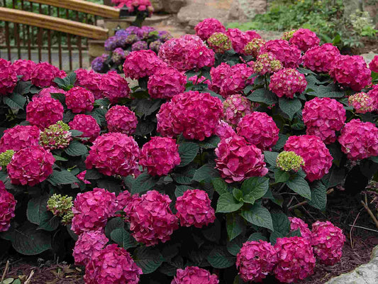 Hydrangea m. Summer Crush® -Ship Only
