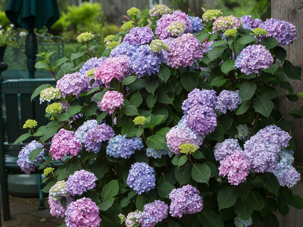 Hydrangea m. Bloomstruck® -Ship Only