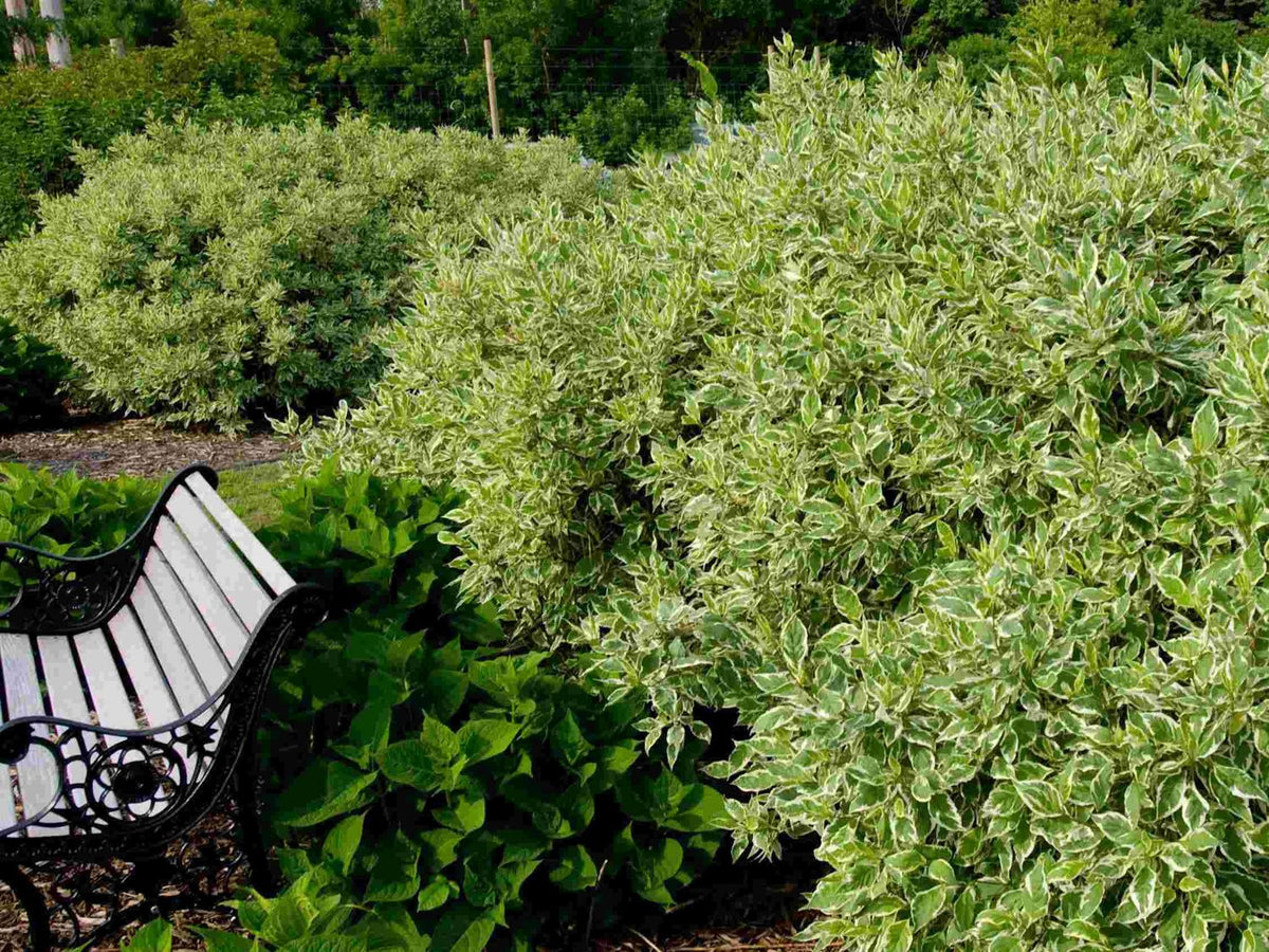Cornus a. 'Bailhalo' Ivory Halo® -Ship Only