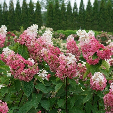 Hydrangea p. Pinky Winky Prime® -Ship Only