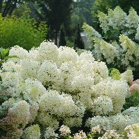 Hydrangea p. Puffer Fish™ -Ship Only