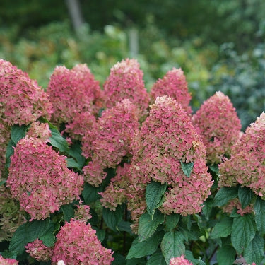 Hydrangea p. Quick Fire Fab® -Ship Only