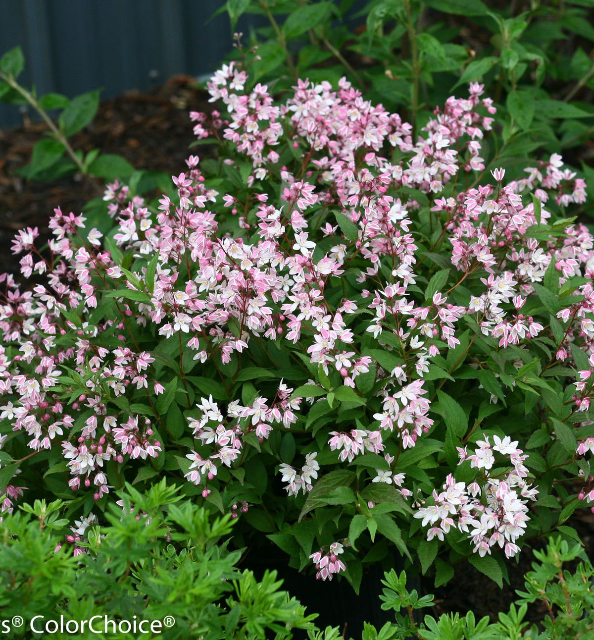 Deutzia Yuki Cherry Blossom® -Ship Only