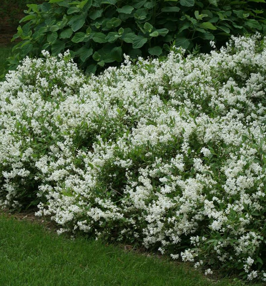 Deutzia g. 'Nikko' -Ship Only
