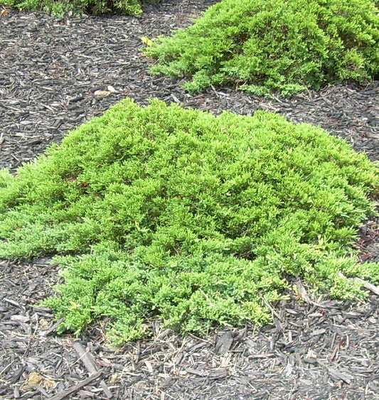 Juniperus procumbens nana -Ship Only