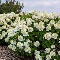 Hydrangea p. Little Hottie® -Ship Only