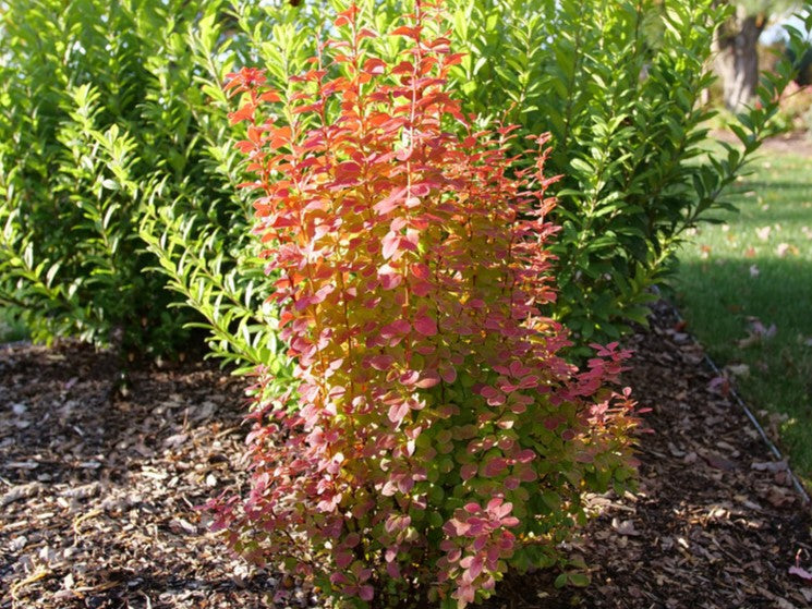 Berberis t. Sunjoy Orange Pillar™ -Ship Only