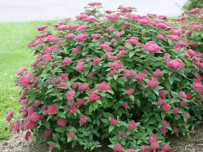 Spiraea j. Double Play® Red -Ship Only