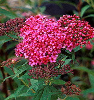 Spiraea j. 'Neon Flash' -Ship Only
