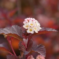 Physocarpus o. Ginger Wine® -Ship Only