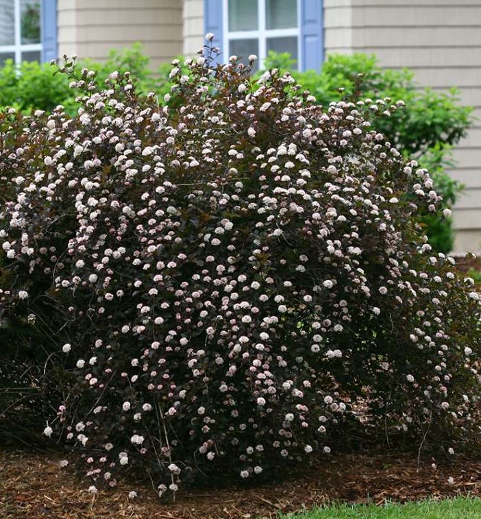 Physocarpus o. Summer Wine® -Ship Only