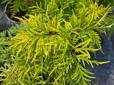 Sambucus r. Lemony Lace® -Ship Only