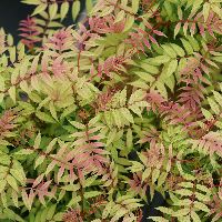 Sorbaria s. Mr. Mustard® -Ship Only