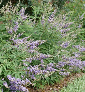 Vitex Rock Steady™ -Ship Only