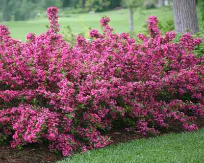 Weigela f. Sonic Bloom® Pink -Ship Only