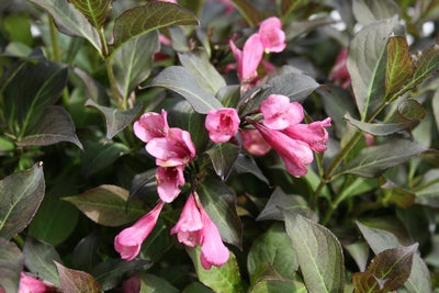 Weigela f. 'Dark Horse' -Ship Only