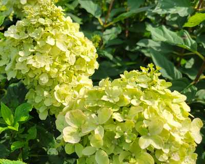 Hydrangea p. Limelight® -Ship Only