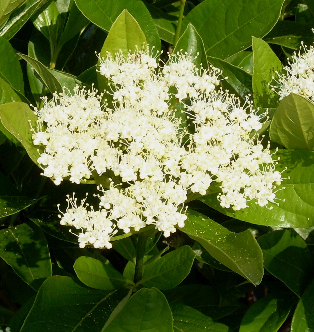 Viburnum n. 'Winterthur' -Ship Only
