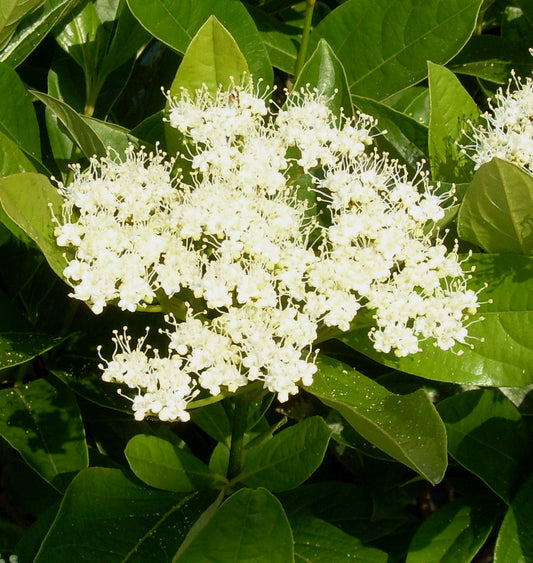Viburnum n. 'Winterthur' -Ship Only