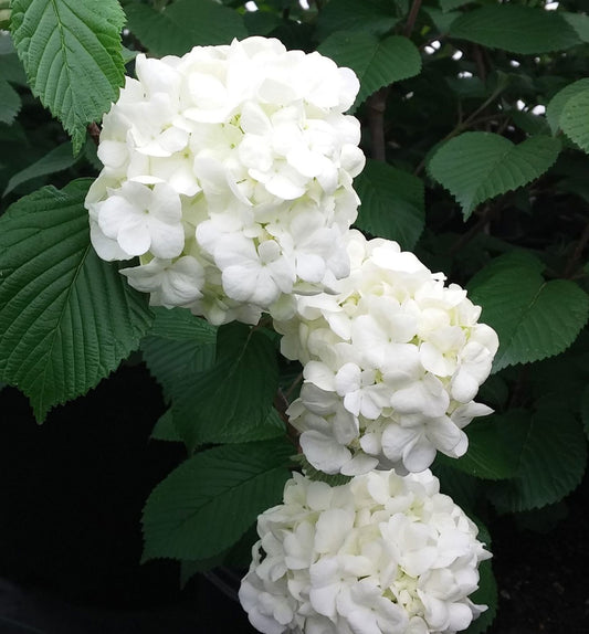 Viburnum p. 'Popcorn' -Ship Only