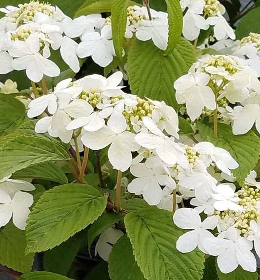 Viburnum p. t. 'Shasta' -Ship Only