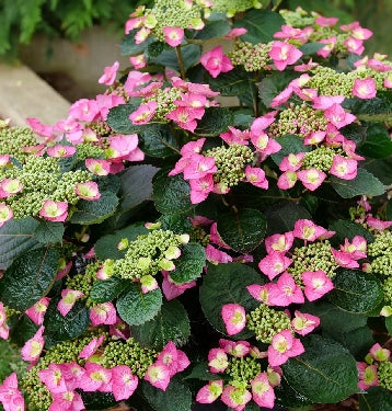 Hydrangea s. Tuff Stuff Top Fun™ -Ship Only