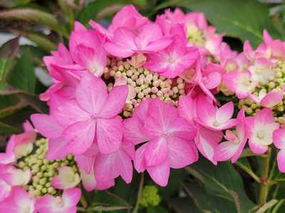 Hydrangea x Let's Dance Can Do!™ -Ship Only