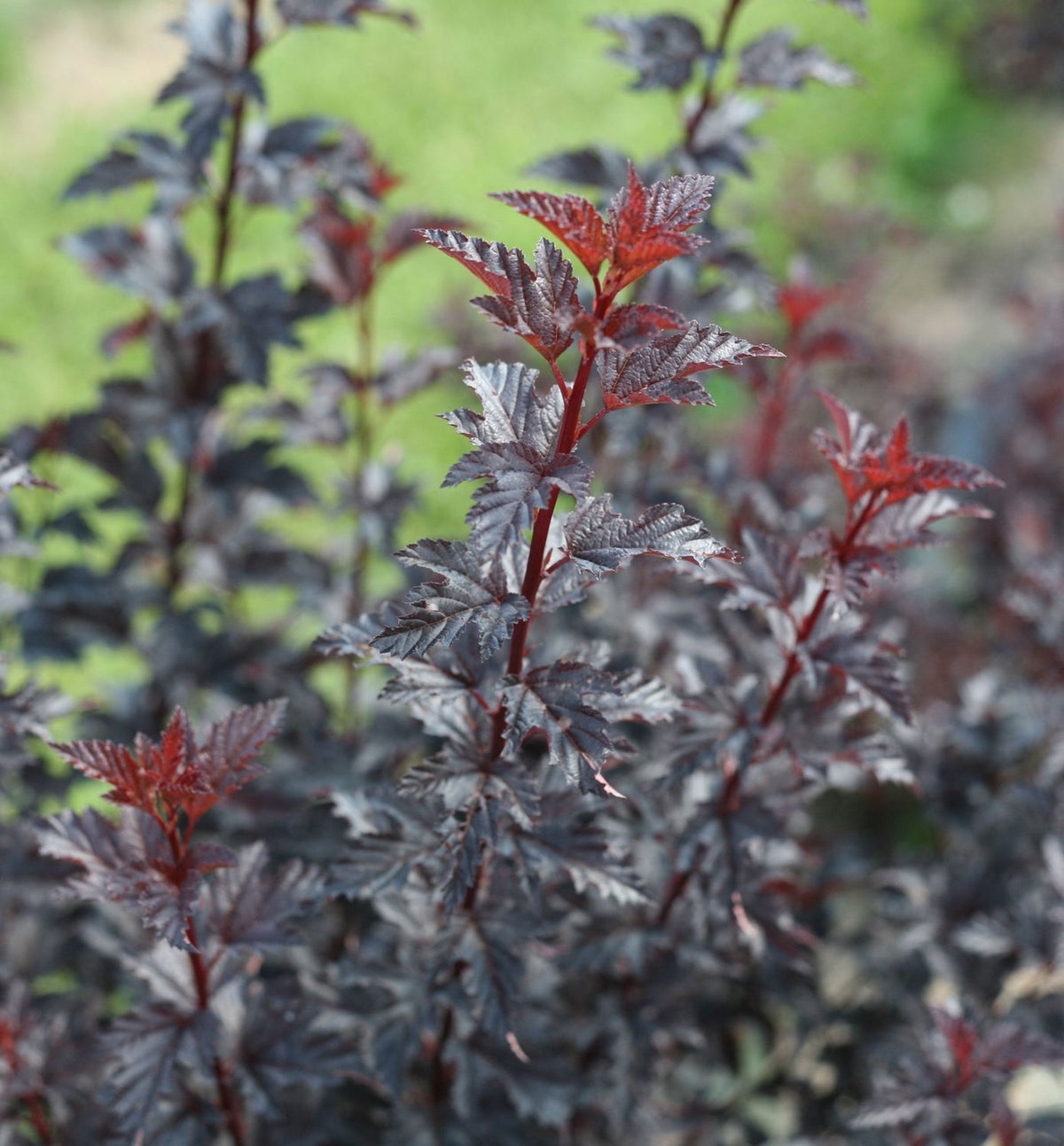 Physocarpus o. Summer Wine® Black -Ship Only