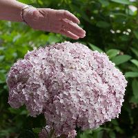 Hydrangea a. Incrediball® Blush -Ship Only